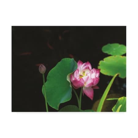 Kurt Shaffer Photographs 'Lotus And Coi' Canvas Art,24x32